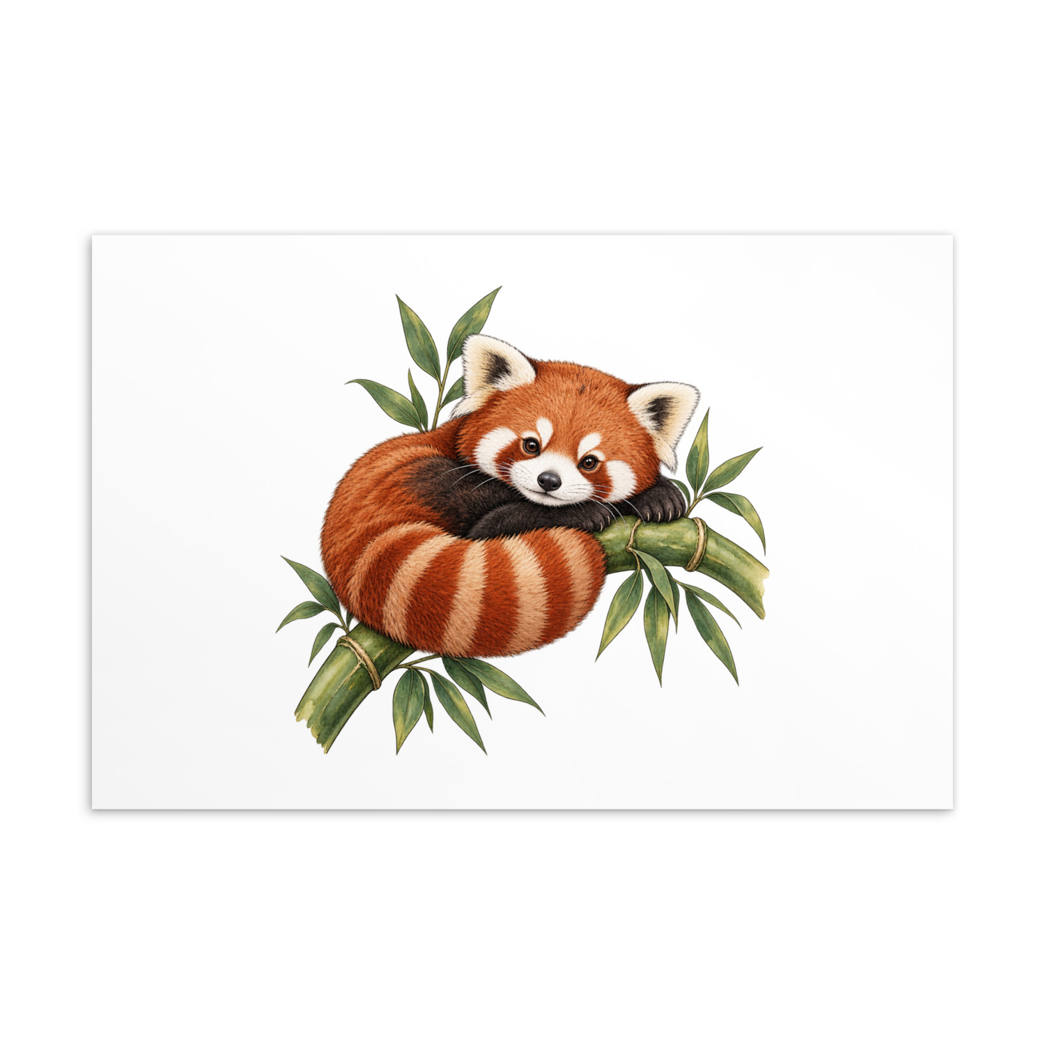 Included postcard: red panda among bamboo